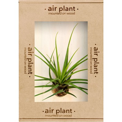 Microgarden Air Plant Melanocrater